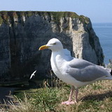 Etretat